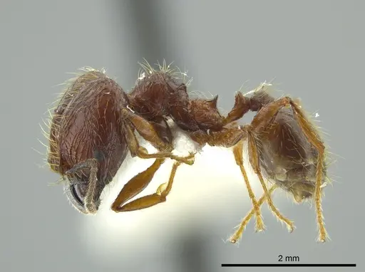 Pheidole bucculenta specimen JTLC000016331 image jtlc000016331_3