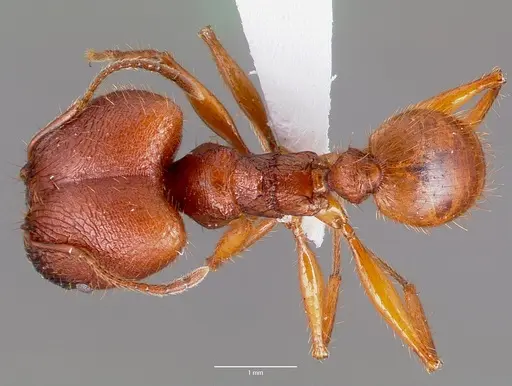 Pheidole buchholzi specimen CASENT0003237 image casent0003237_1