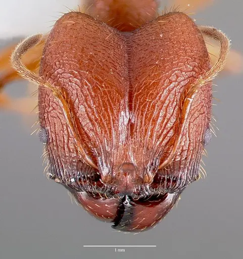 Pheidole buchholzi specimen CASENT0003237 image casent0003237_2