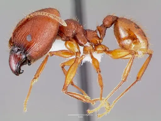 Pheidole buchholzi specimen CASENT0003237 image casent0003237_3