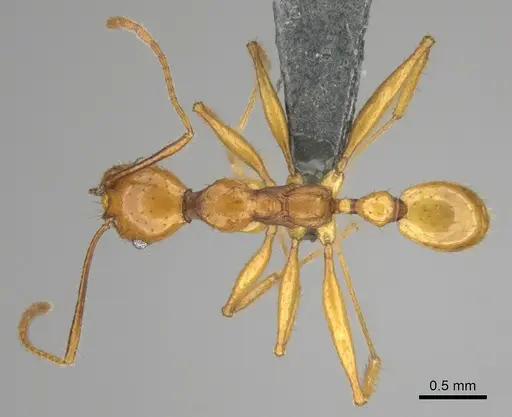 Pheidole buchholzi specimen CASENT0815793 image casent0815793_1