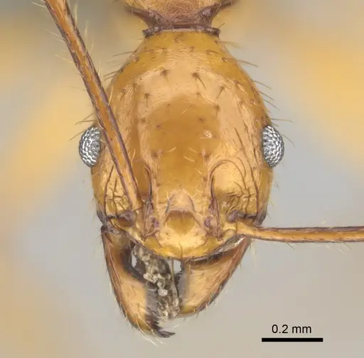 Pheidole buchholzi specimen CASENT0815793 image casent0815793_2