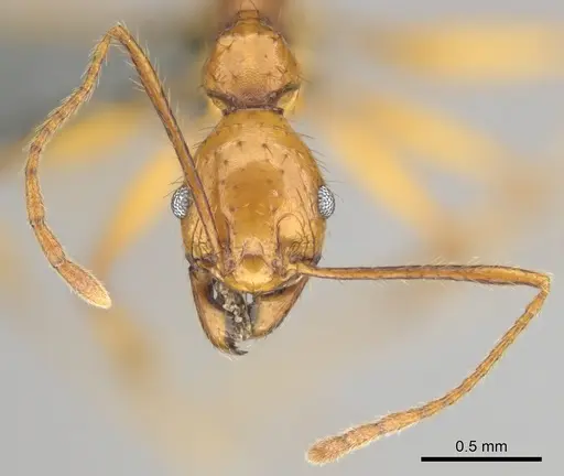 Pheidole buchholzi specimen CASENT0815793 image casent0815793_3
