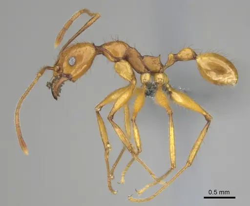 Pheidole buchholzi specimen CASENT0815793 image casent0815793_4