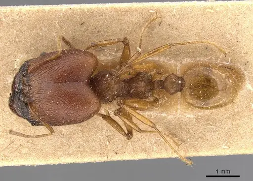 Pheidole buchholzi specimen CASENT0907813 image casent0907813_1