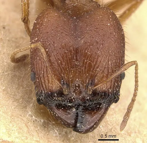 Pheidole buchholzi specimen CASENT0907813 image casent0907813_2