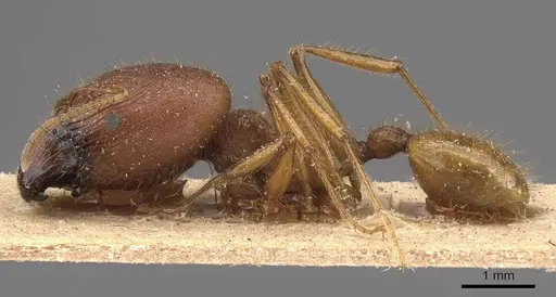 Pheidole buchholzi specimen CASENT0907813 image casent0907813_3