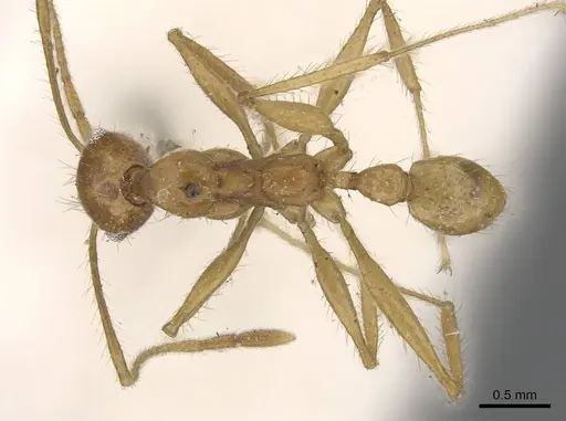 Pheidole buchholzi specimen CASENT0907814 image casent0907814_1