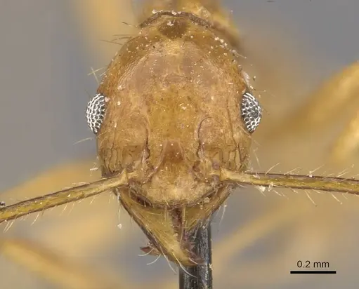 Pheidole buchholzi specimen CASENT0907814 image casent0907814_2