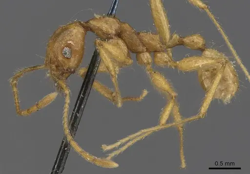 Pheidole buchholzi specimen CASENT0907814 image casent0907814_3