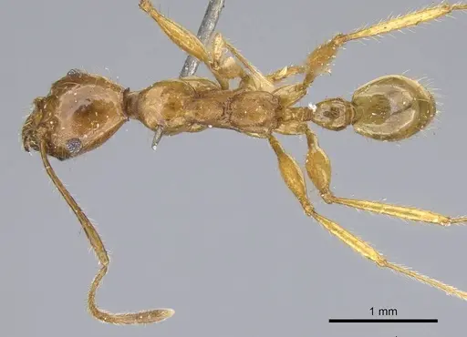 Pheidole buchholzi specimen CASENT0922189 image casent0922189_1