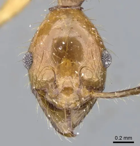 Pheidole buchholzi specimen CASENT0922189 image casent0922189_2