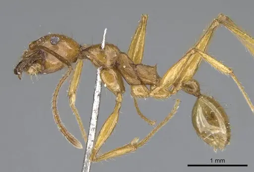 Pheidole buchholzi specimen CASENT0922189 image casent0922189_3