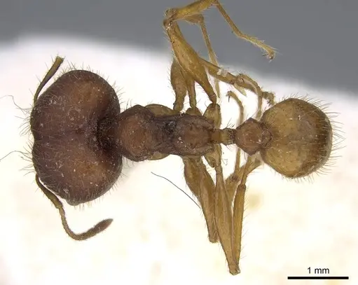 Pheidole buchholzi specimen CASENT0922190 image casent0922190_1