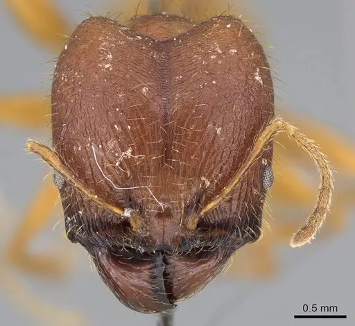 Pheidole buchholzi specimen CASENT0922190 image casent0922190_2