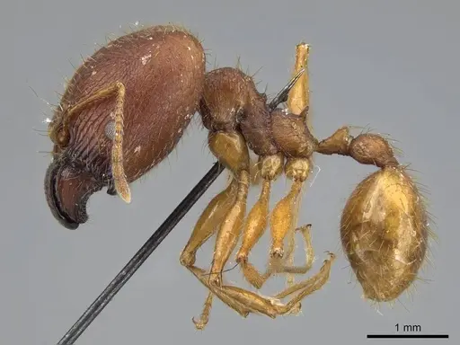 Pheidole buchholzi specimen CASENT0922190 image casent0922190_3