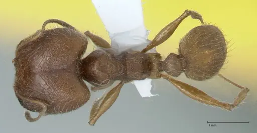 Pheidole buchholzi specimen FOCOL1788-1 image focol1788-1_1