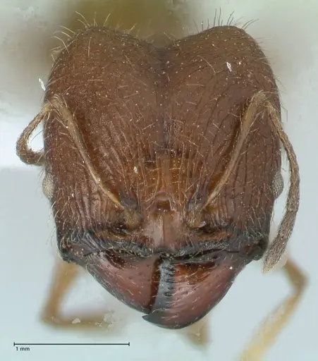 Pheidole buchholzi specimen FOCOL1788-1 image focol1788-1_2