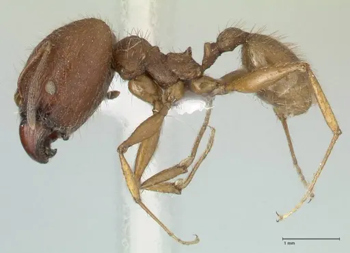 Pheidole buchholzi specimen FOCOL1788-1 image focol1788-1_3