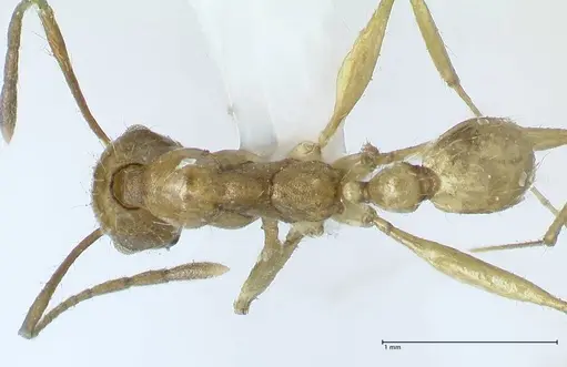 Pheidole buchholzi specimen FOCOL1788-2 image focol1788-2_1