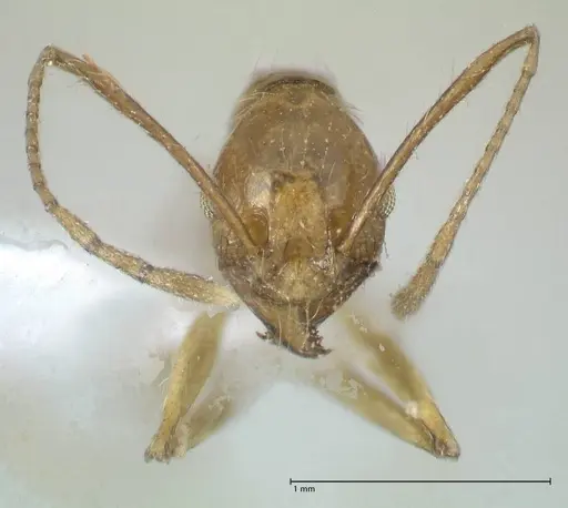 Pheidole buchholzi specimen FOCOL1788-2 image focol1788-2_2