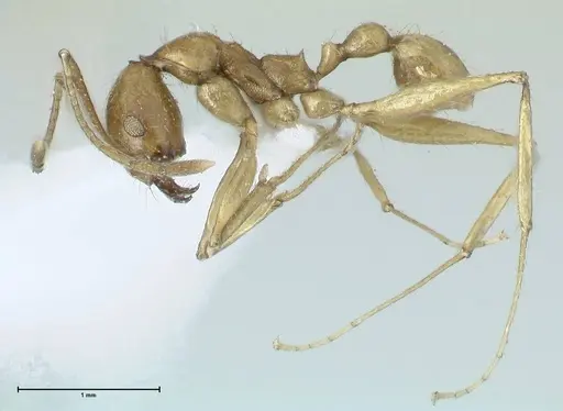 Pheidole buchholzi specimen FOCOL1788-2 image focol1788-2_3