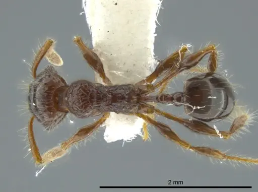 Pheidole bufo specimen CASENT0624236 image casent0624236_1