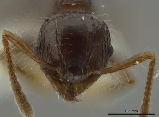 Pheidole bufo specimen CASENT0624236 image casent0624236_2