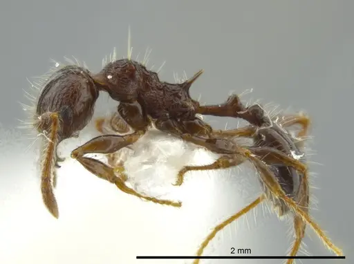 Pheidole bufo specimen CASENT0624236 image casent0624236_3