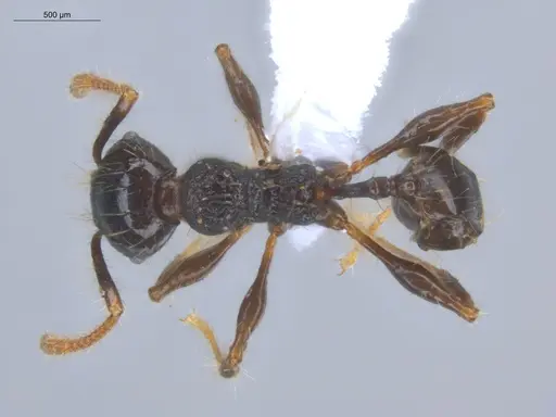 Pheidole bufo specimen ECOFOG-KOT23-0293-08 image ecofog-kot23-0293-08_1