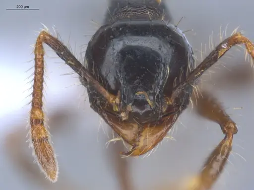 Pheidole bufo specimen ECOFOG-KOT23-0293-08 image ecofog-kot23-0293-08_2