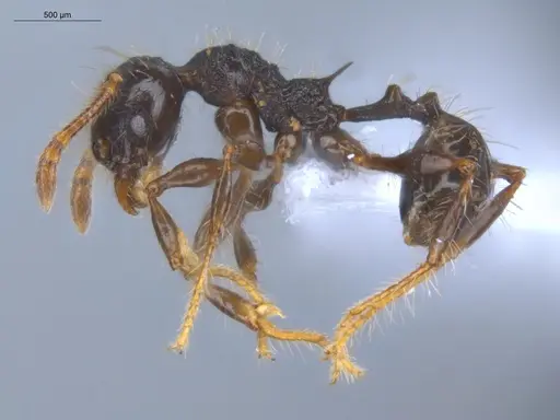 Pheidole bufo specimen ECOFOG-KOT23-0293-08 image ecofog-kot23-0293-08_3