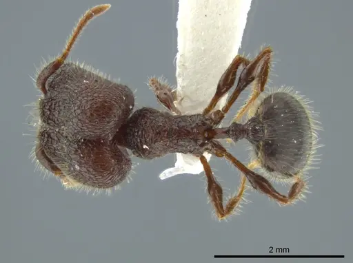 Pheidole bufo specimen JTLC000016332 image jtlc000016332_1