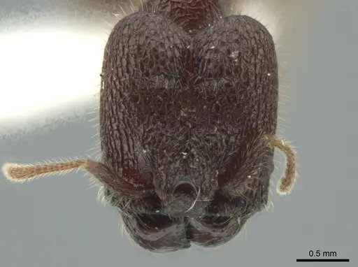 Pheidole bufo specimen JTLC000016332 image jtlc000016332_2