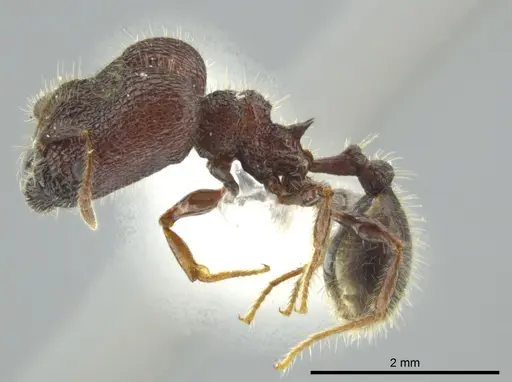 Pheidole bufo specimen JTLC000016332 image jtlc000016332_3