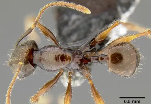 Pheidole bula specimen CASENT0171017 image casent0171017_1