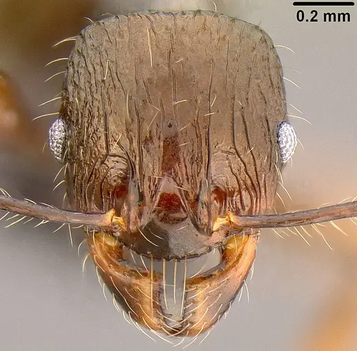 Pheidole bula specimen CASENT0171017 image casent0171017_2