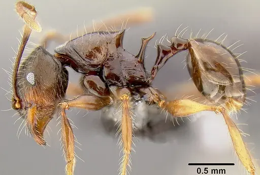 Pheidole bula specimen CASENT0171017 image casent0171017_3
