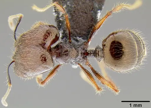 Pheidole bula specimen CASENT0171113 image casent0171113_1