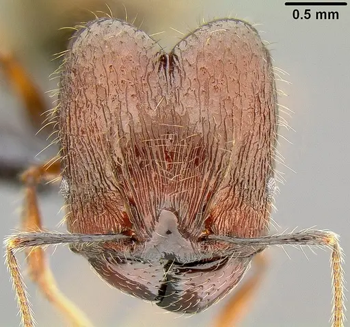 Pheidole bula specimen CASENT0171113 image casent0171113_2