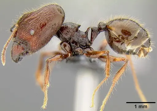 Pheidole bula specimen CASENT0171113 image casent0171113_3
