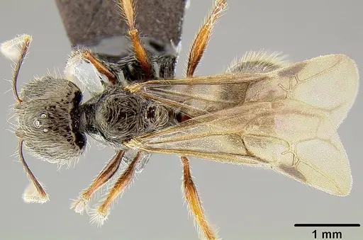 Pheidole bula specimen CASENT0171114 image casent0171114_1