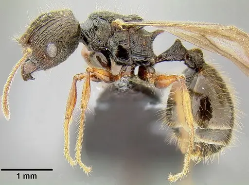 Pheidole bula specimen CASENT0171114 image casent0171114_3