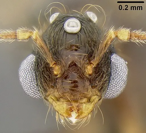 Pheidole bula specimen CASENT0171115 image casent0171115_1