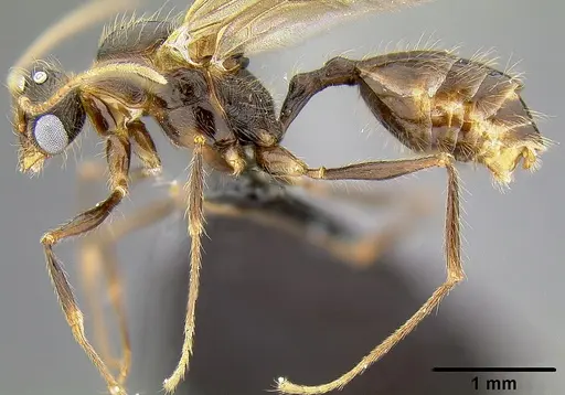 Pheidole bula specimen CASENT0171115 image casent0171115_2
