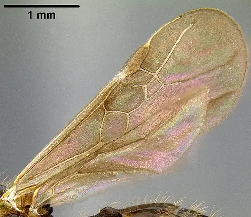 Pheidole bula specimen CASENT0171115 image casent0171115_3