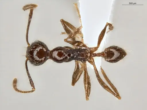 Pheidole bulliceps specimen ECOFOG-IT14-0123-11 image ecofog-it14-0123-11_1