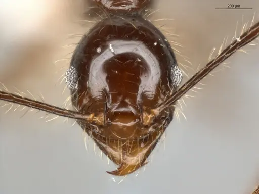 Pheidole bulliceps specimen ECOFOG-IT14-0123-11 image ecofog-it14-0123-11_2