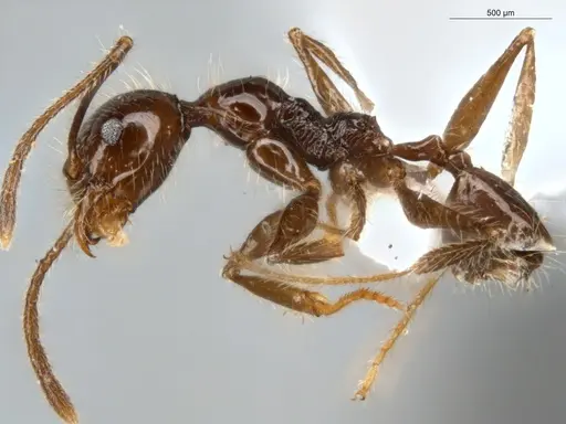Pheidole bulliceps specimen ECOFOG-IT14-0123-11 image ecofog-it14-0123-11_3