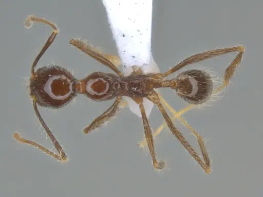 Pheidole bulliceps specimen ECOFOG-MI15-0153-18 image ecofog-mi15-0153-18_1